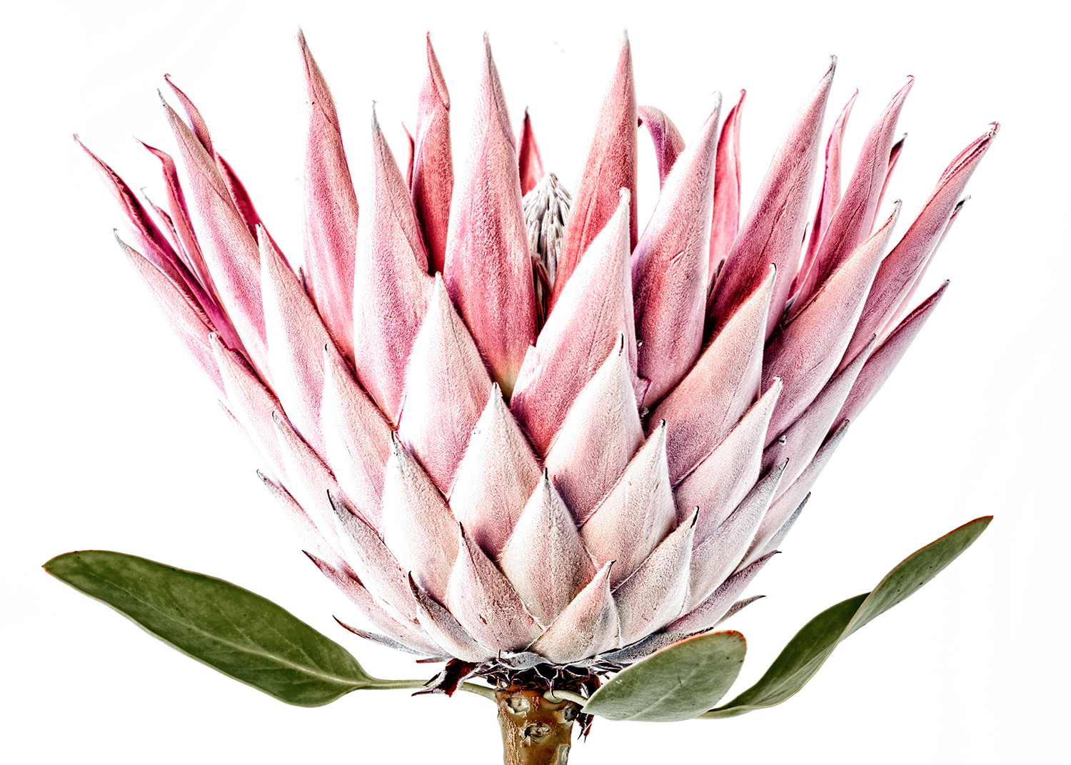 protea_DSC3060.jpg