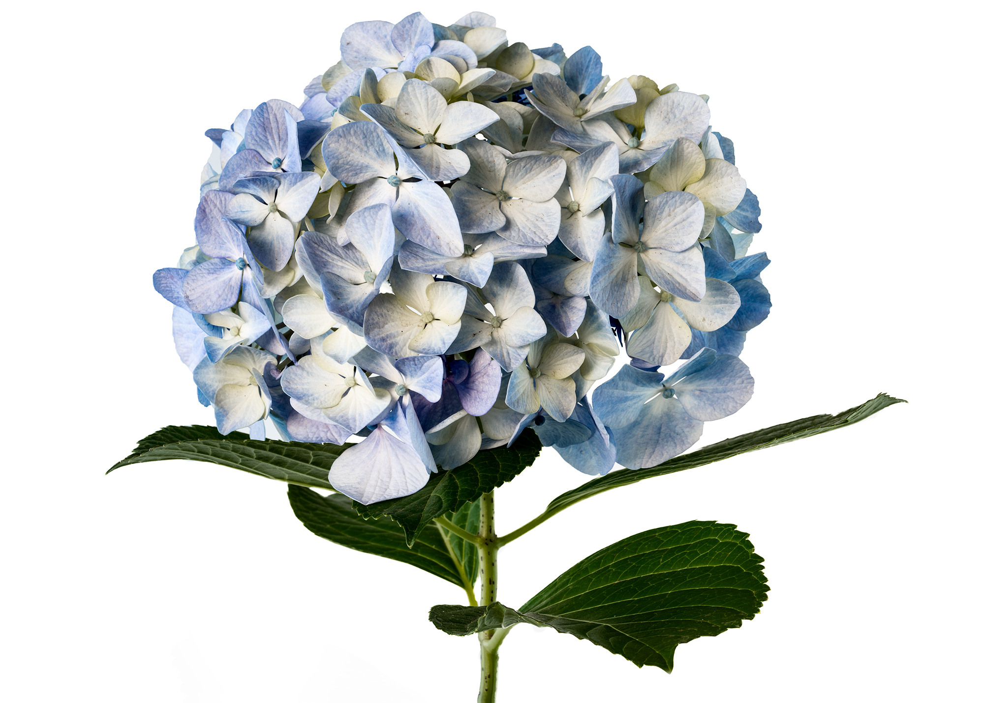 _DSC4237 hydrangea.jpg