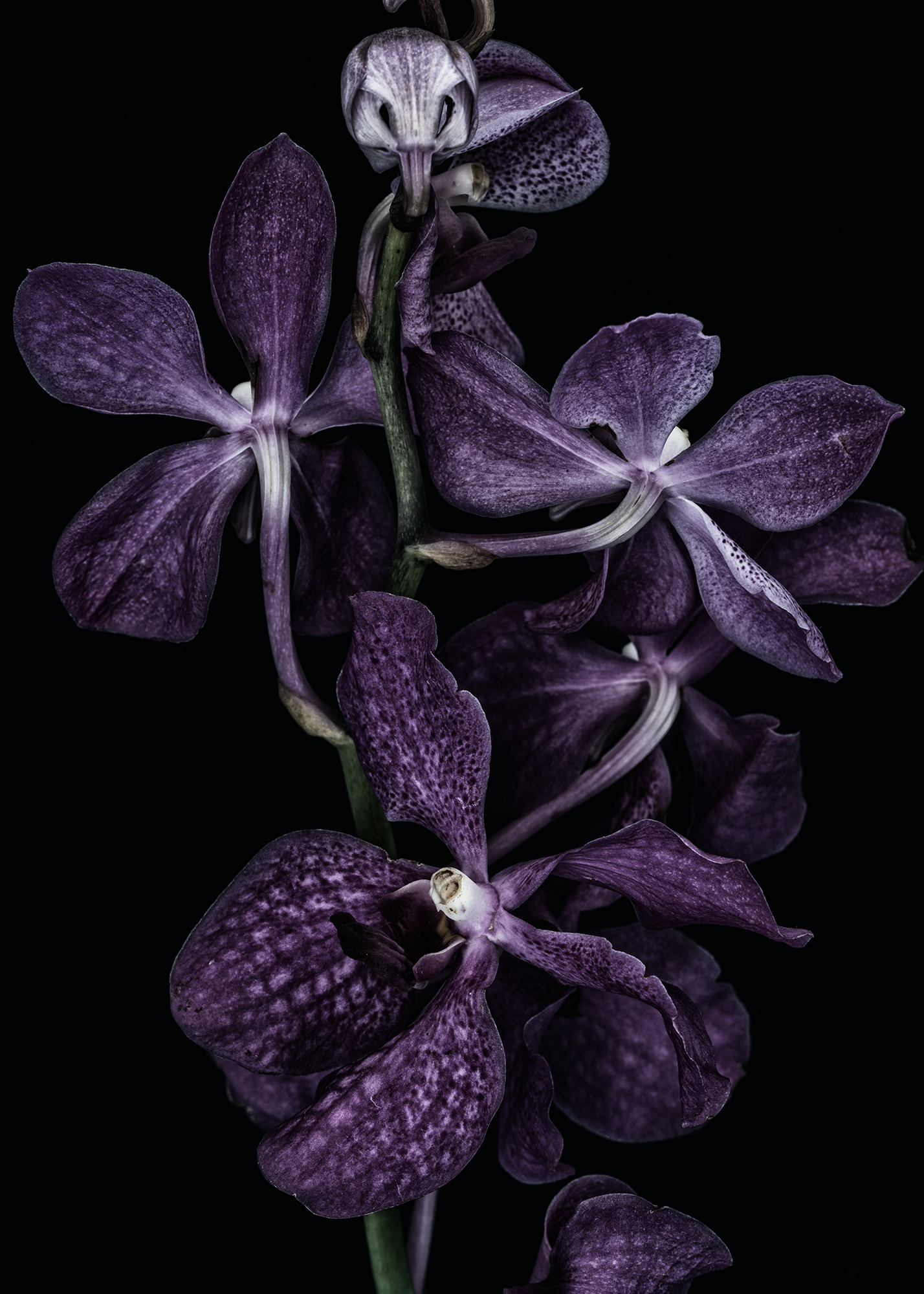 orchid_0307.jpg