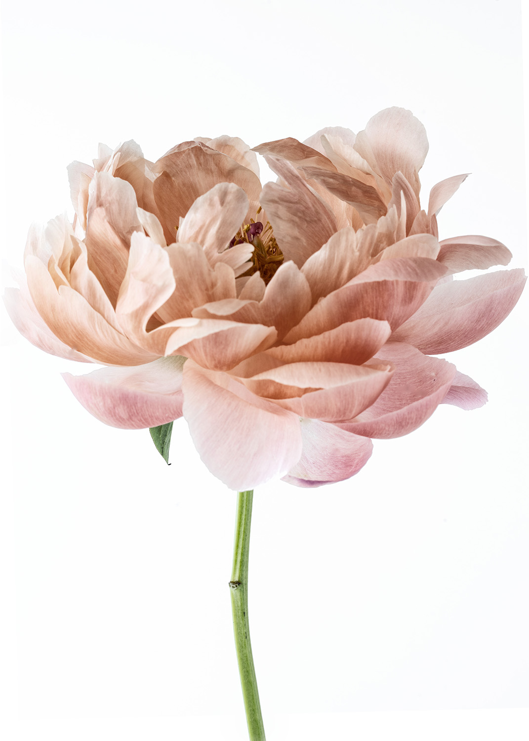 peony_DSC2743.jpg