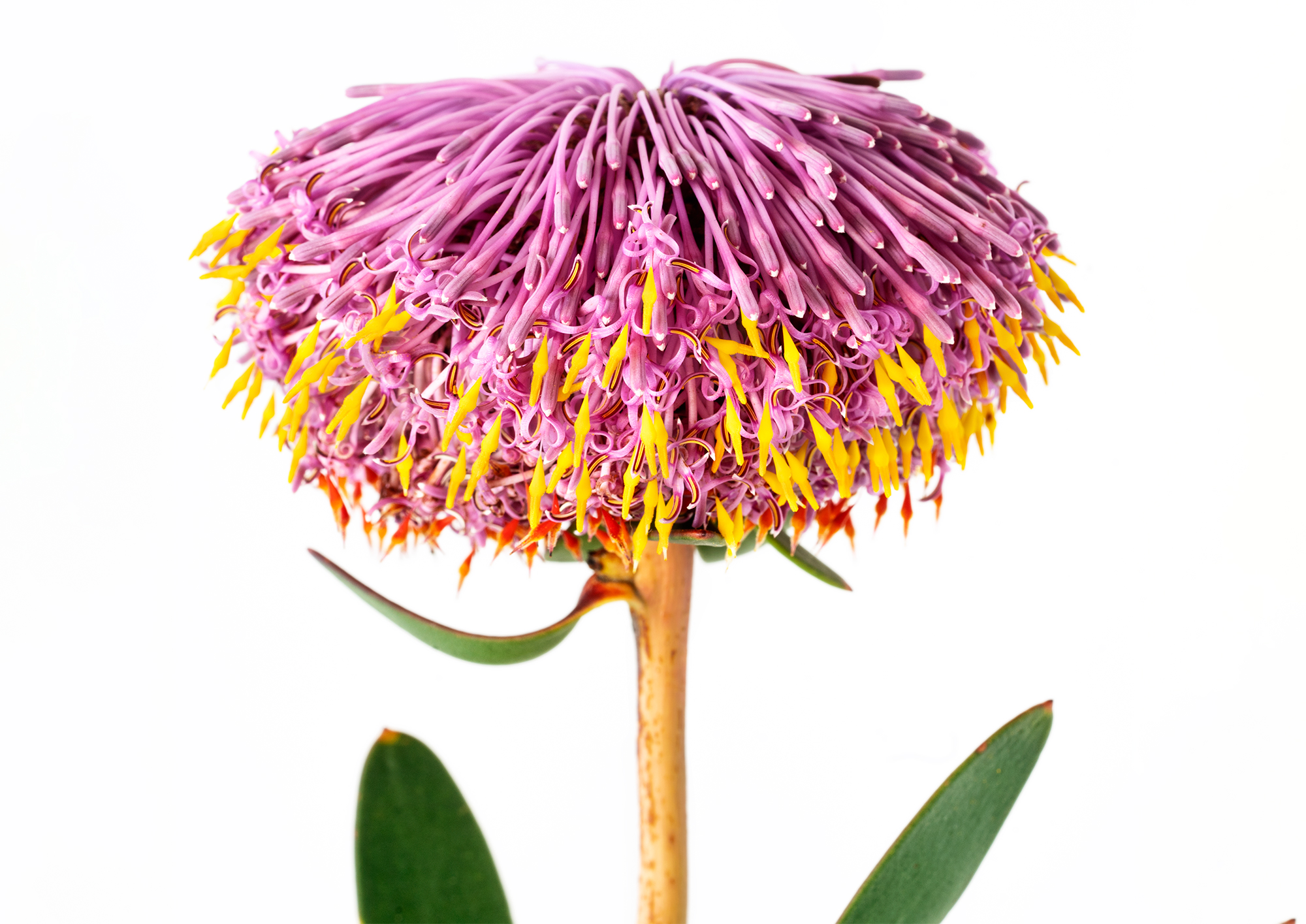 isopogon_DSC1710.jpg