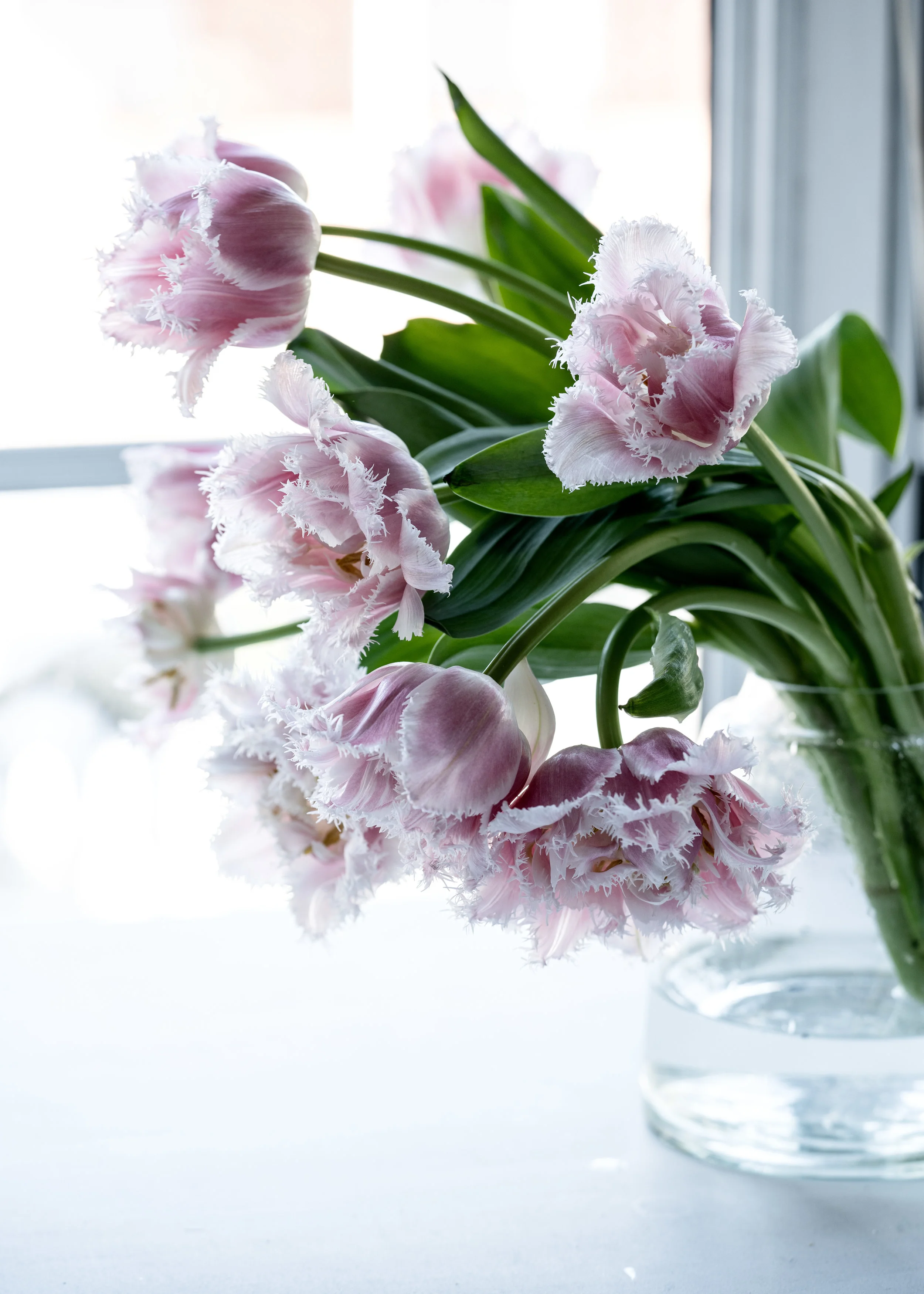 Tiptoe Through The Tulips With This Little Post Floragraphica