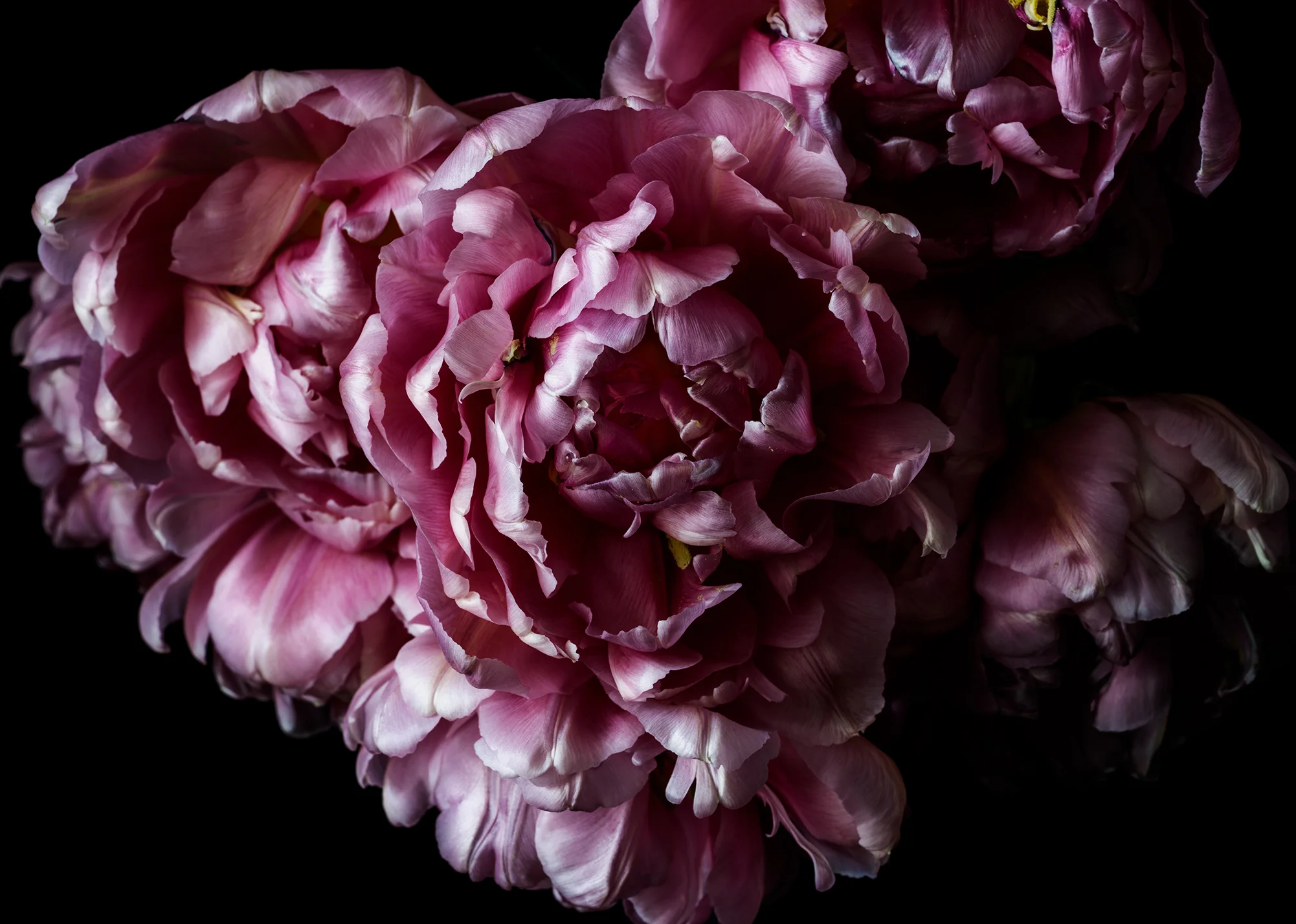 Tiptoe Through The Tulips With This Little Post Floragraphica