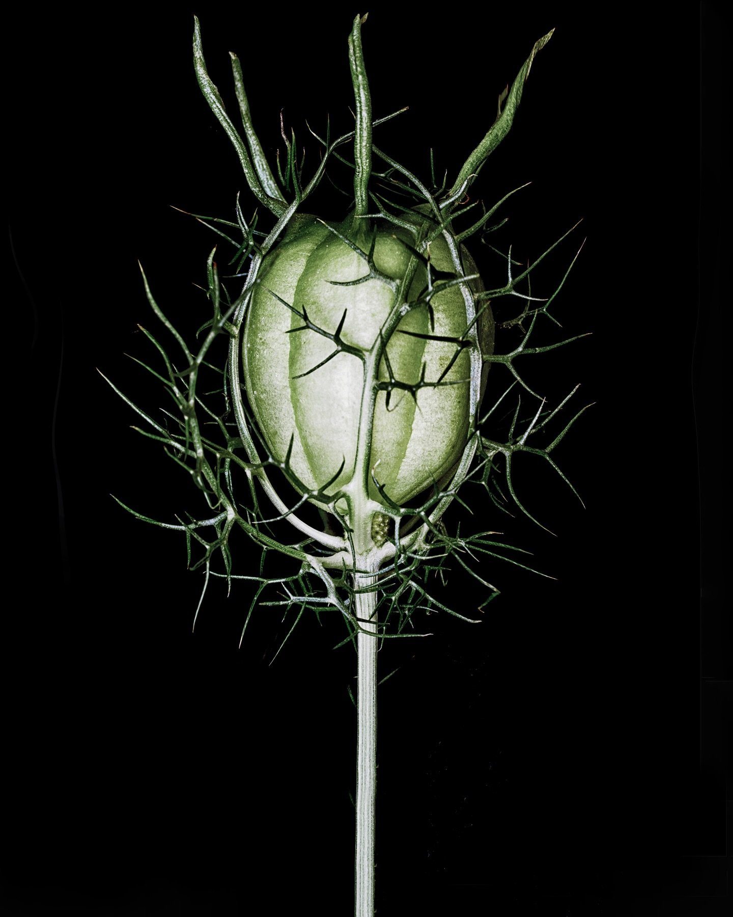 N for Nigella! ✨ &thinsp;&thinsp;
&thinsp;&thinsp;
Meet Nigella, also known as &ldquo;Love-in-a-Mist&rdquo; - a flower that looks like it&rsquo;s straight out of a fairytale - or outer space! With its tentacle-y foliage, delicate petals, and intricat