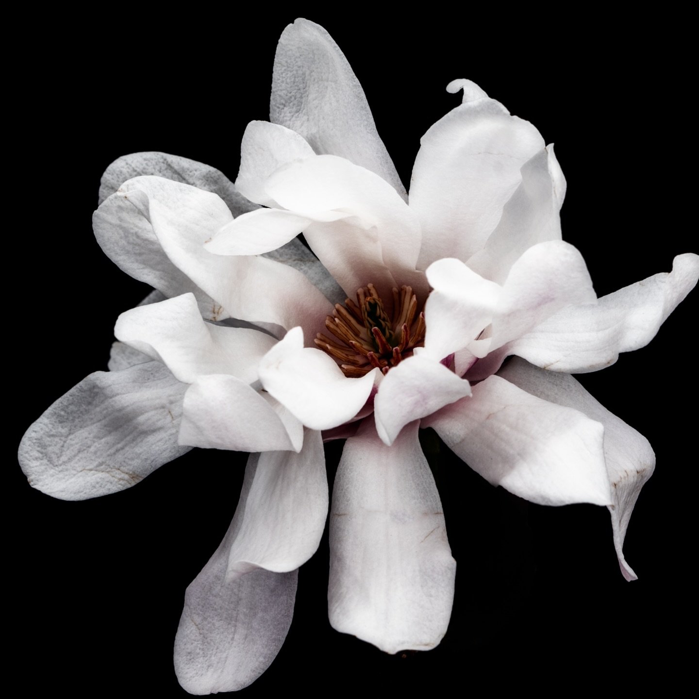 M is for Magnolia! 🌸&thinsp;
&thinsp;
Magnolias (with the apt botanical name Magnolia grandiflora) have captivated hearts for centuries. Across cultures, they&rsquo;re a symbol of dignity, nobility, and perseverance - blooming year after year, no ma