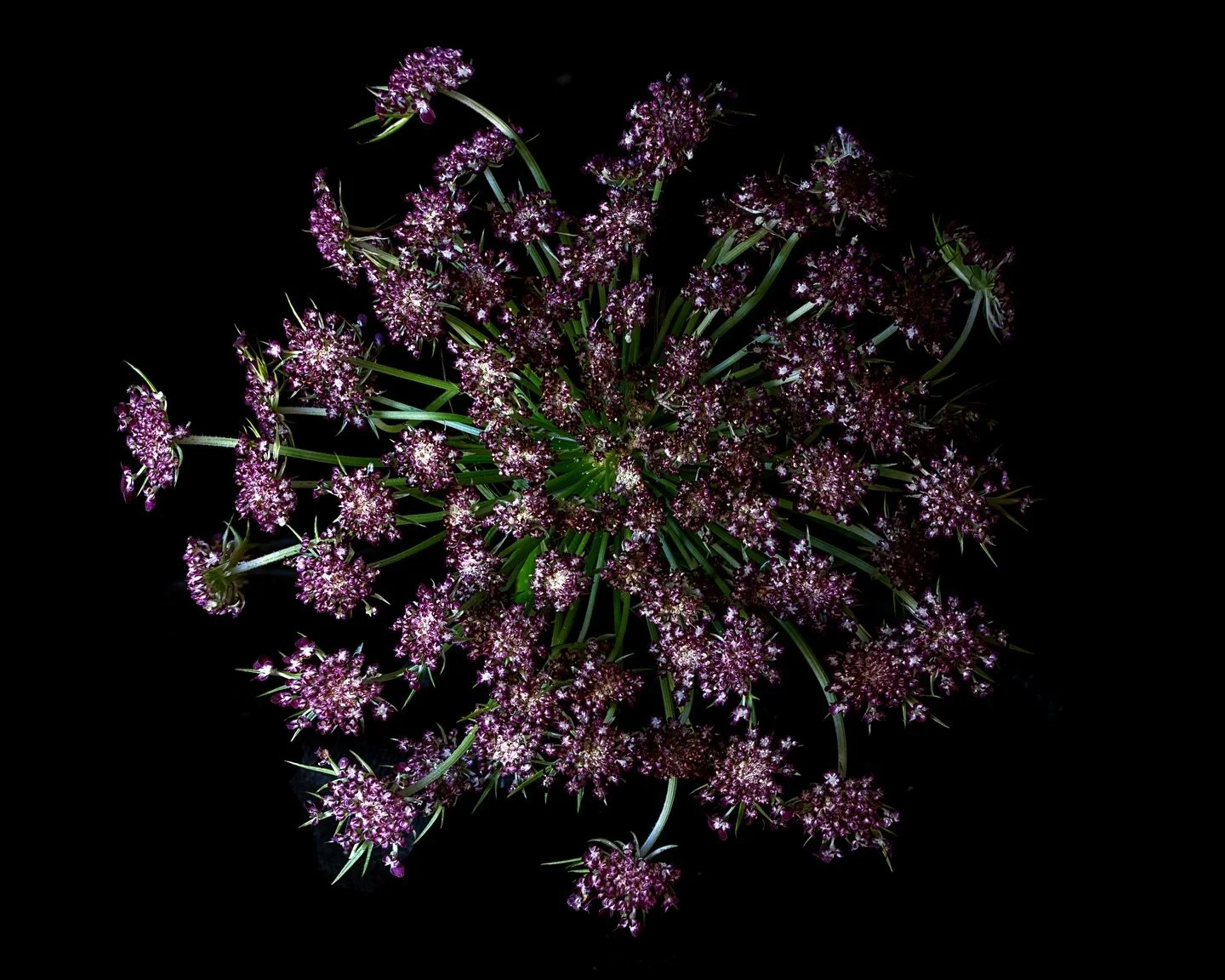 Q is for Queen Anne&rsquo;s Lace! 👑🌸 &thinsp;
&thinsp;
This delicate, lacy flower carries with it a charming legend. Queen Anne&rsquo;s Lace, also known as wild carrot, is said to be named after Queen Anne of England, who was an expert lace maker. 