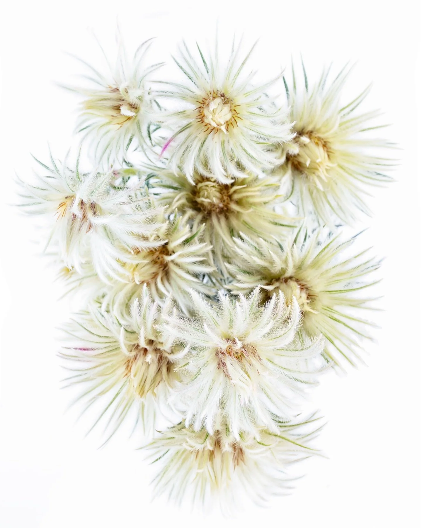 P is for Phylica ✨ &thinsp;
&thinsp;
Showcasing the enchanting Phylica for the letter P - a flower that looks like it&rsquo;s been dusted with gold. Native to South Africa, Phylica&rsquo;s soft, feathery blooms and silvery-green foliage give it a mag