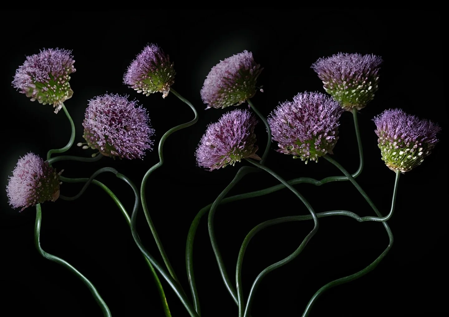 O is for Onion (flower)! 🧅🌸 &thinsp;
&thinsp;
Not your everyday garden star, but the onion flower is a true hidden gem. With its globe-shaped cluster of tiny purple (or white) blooms, the humble onion transforms into a striking architectural wonder