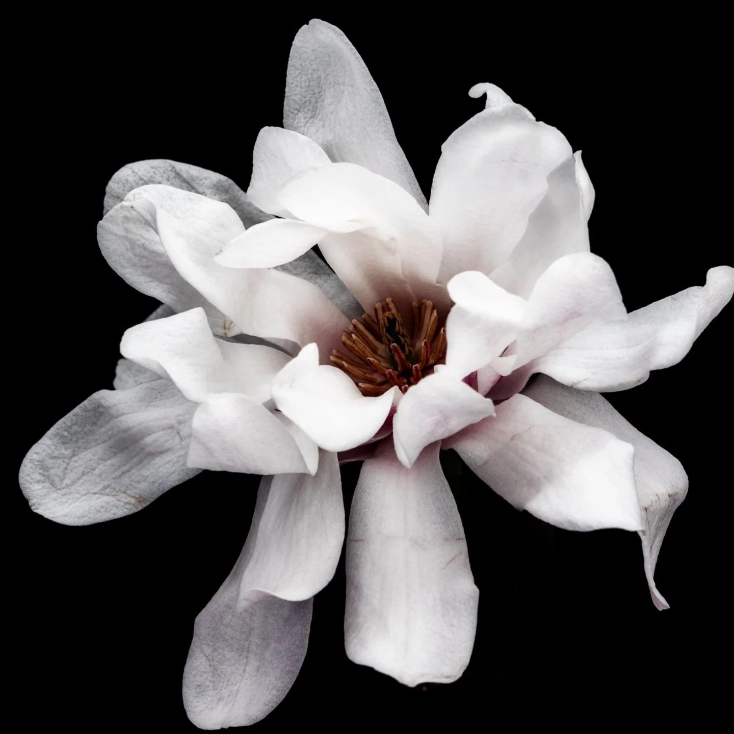 M is for Magnolia! 🌸&thinsp;
&thinsp;
Magnolias (with the apt botanical name Magnolia grandiflora) have captivated hearts for centuries. Across cultures, they&rsquo;re a symbol of dignity, nobility, and perseverance - blooming year after year, no ma