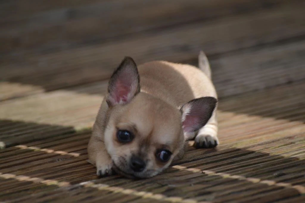 Unsere kleine Hündin Coco