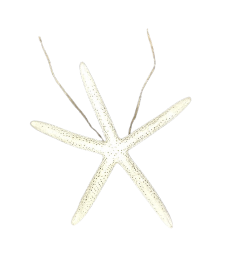 White Starfish Chair/ Napkin Tie