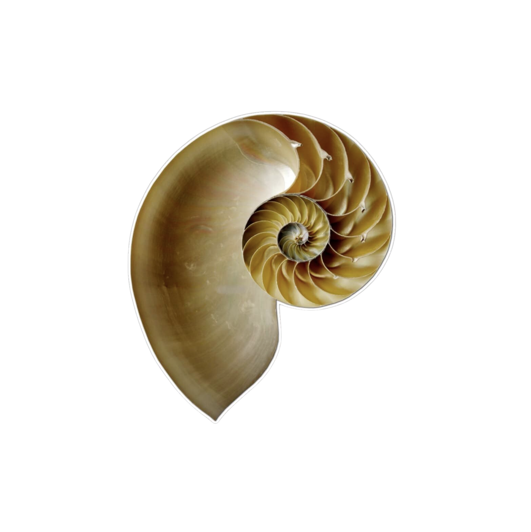 Half Nautical Shell