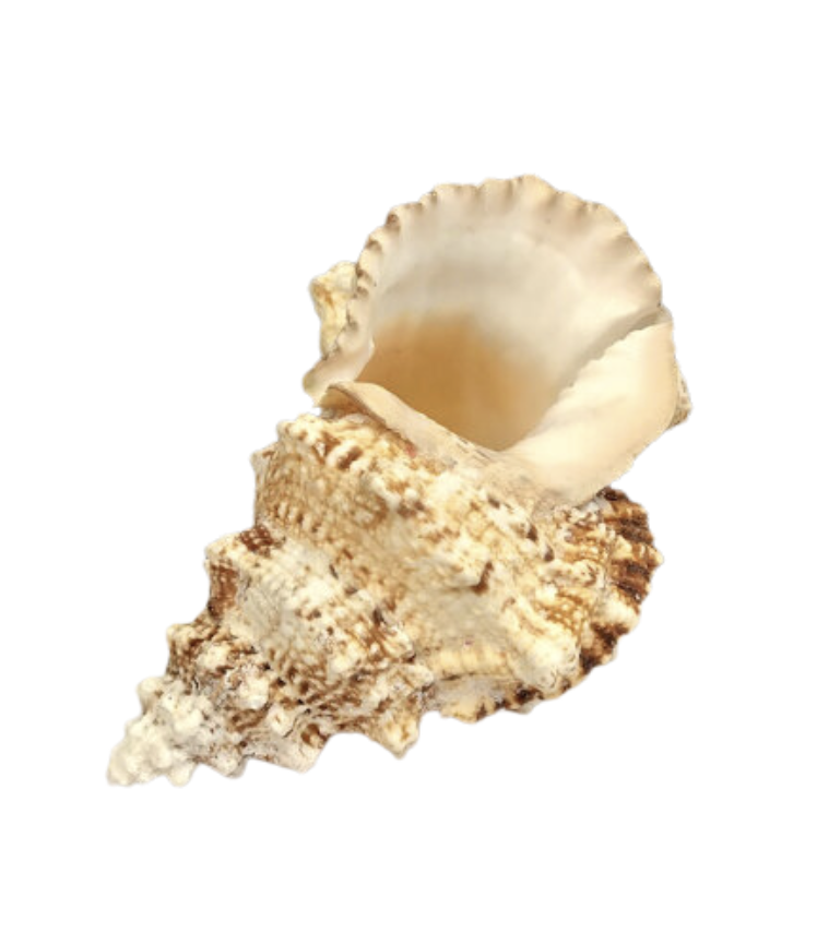 Assorted Conch Shells