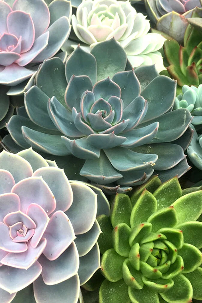 Succulents