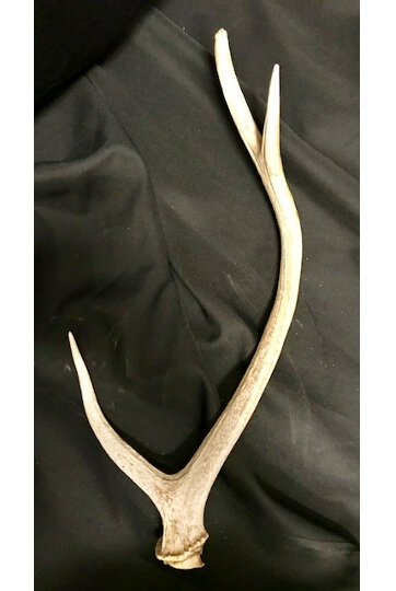 Deer Antlers