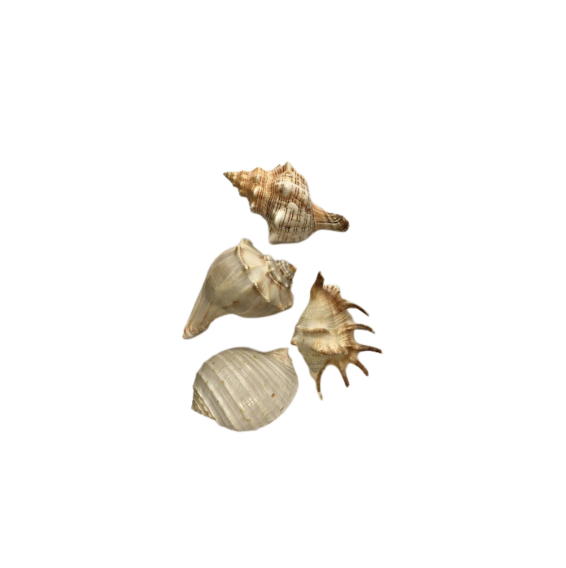 Medium Specialty Seashells