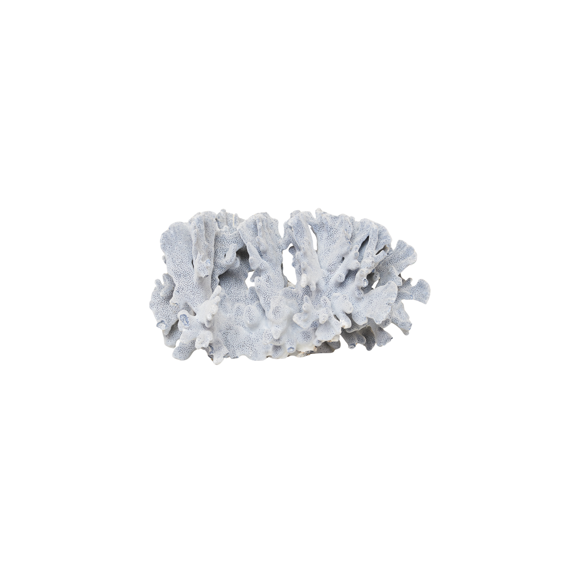 Blue Coral Heads