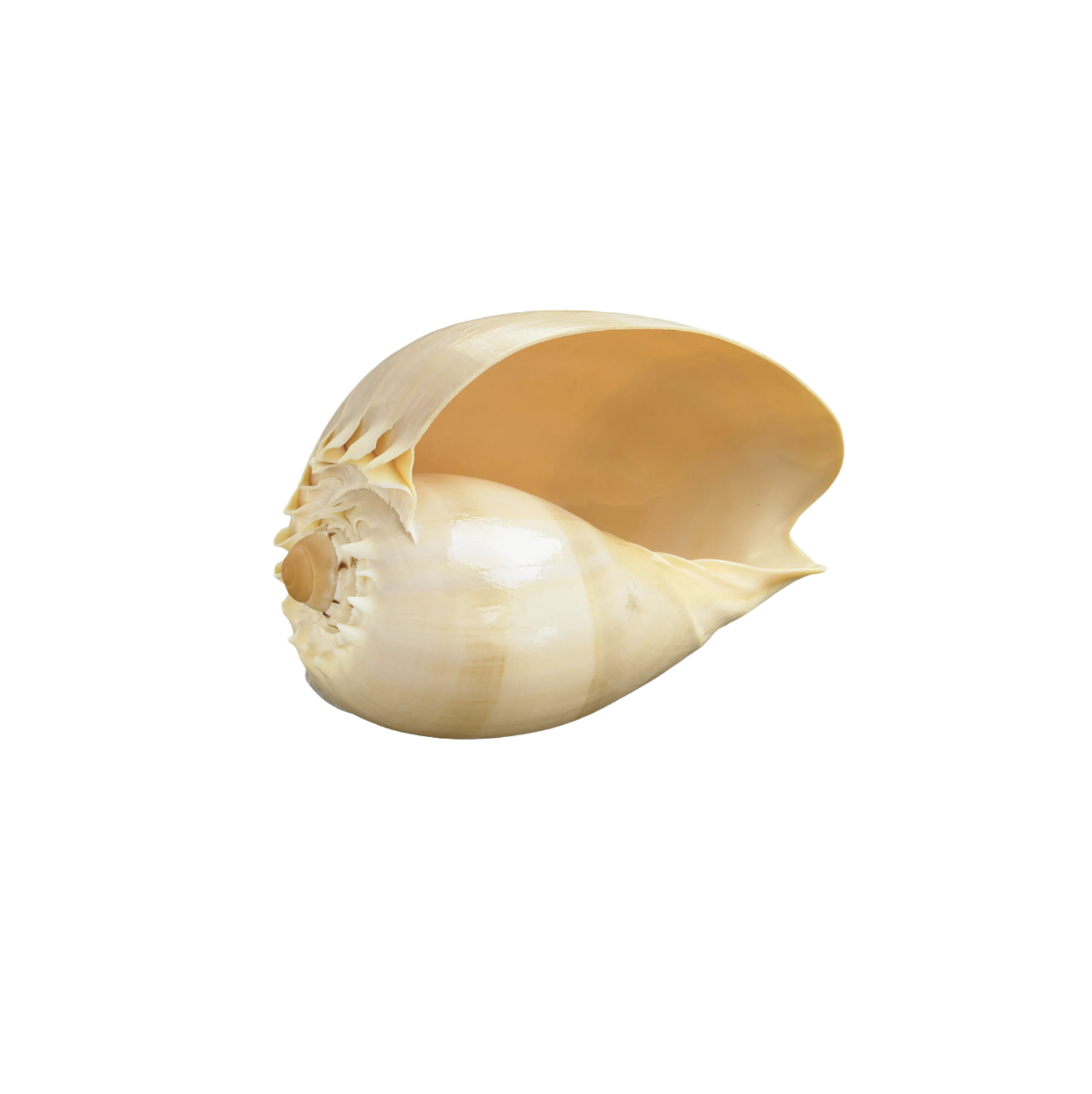 Shark Eye Conch Shell
