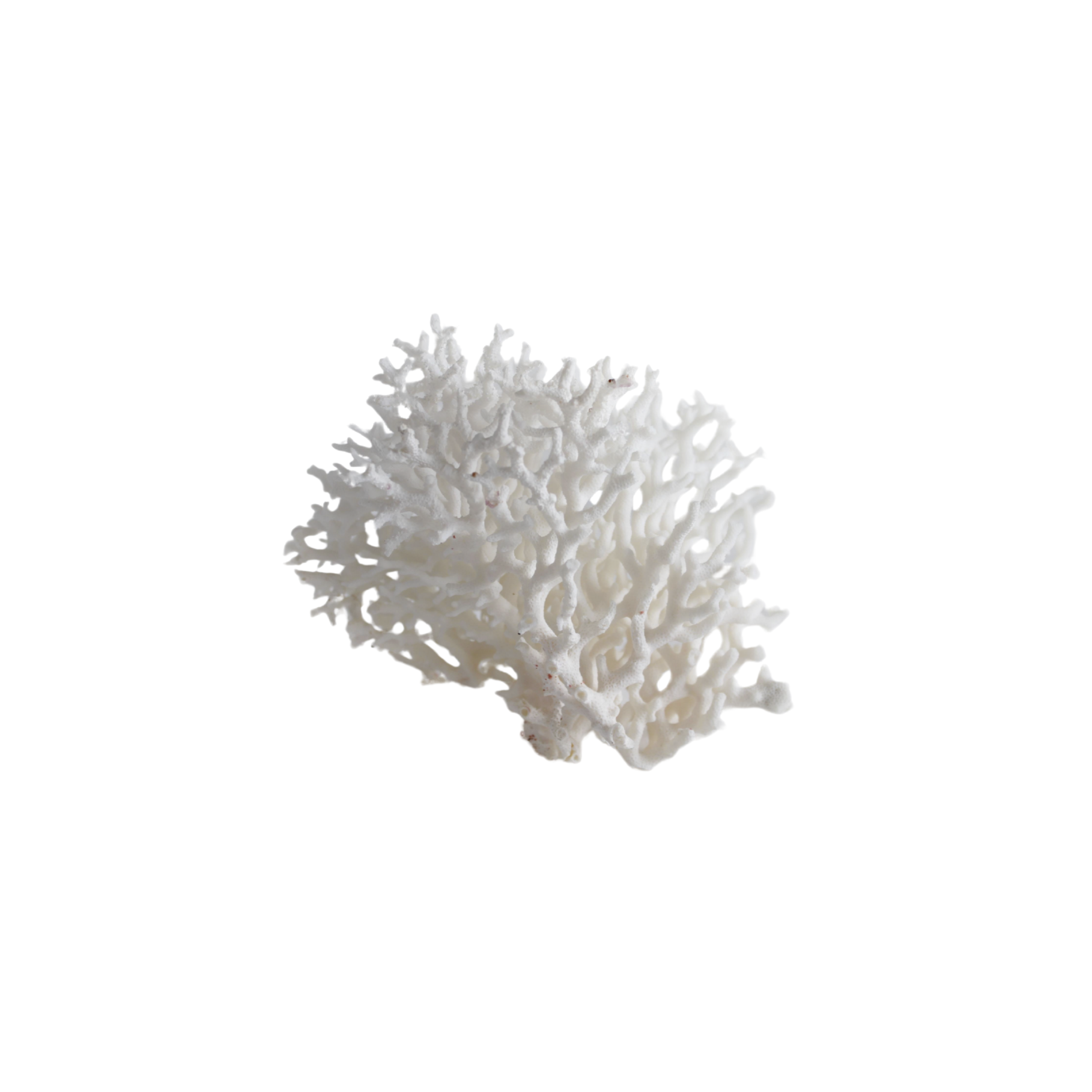 White Branchy Coral Head