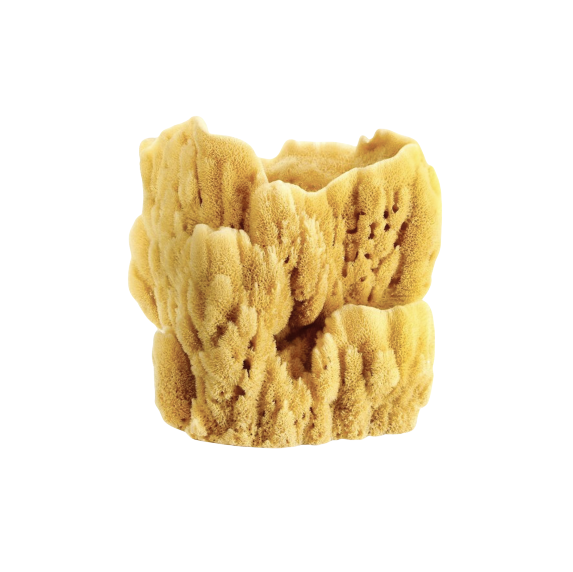 Large Sea Sponge