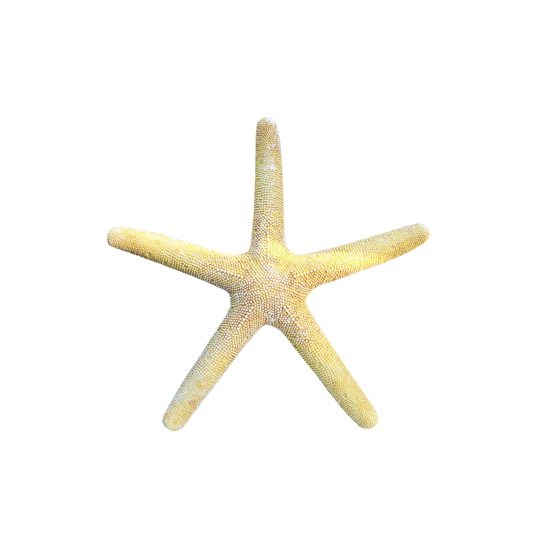 Large Gold Sea Star