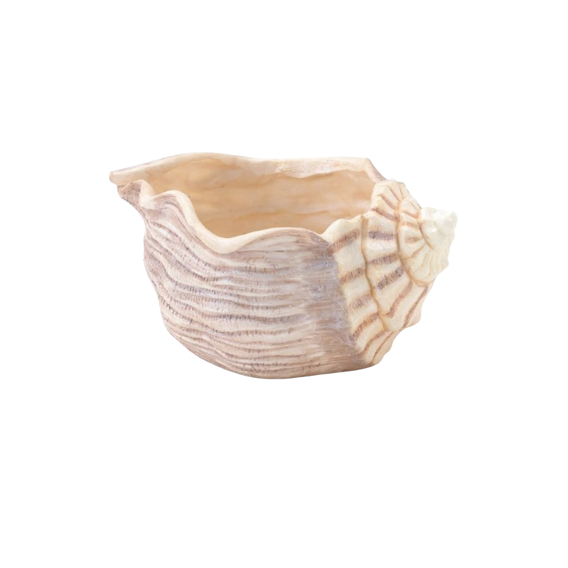 Large Seashell Vase