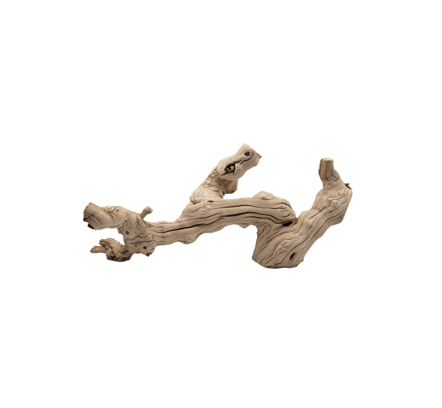 Grapevine Root
