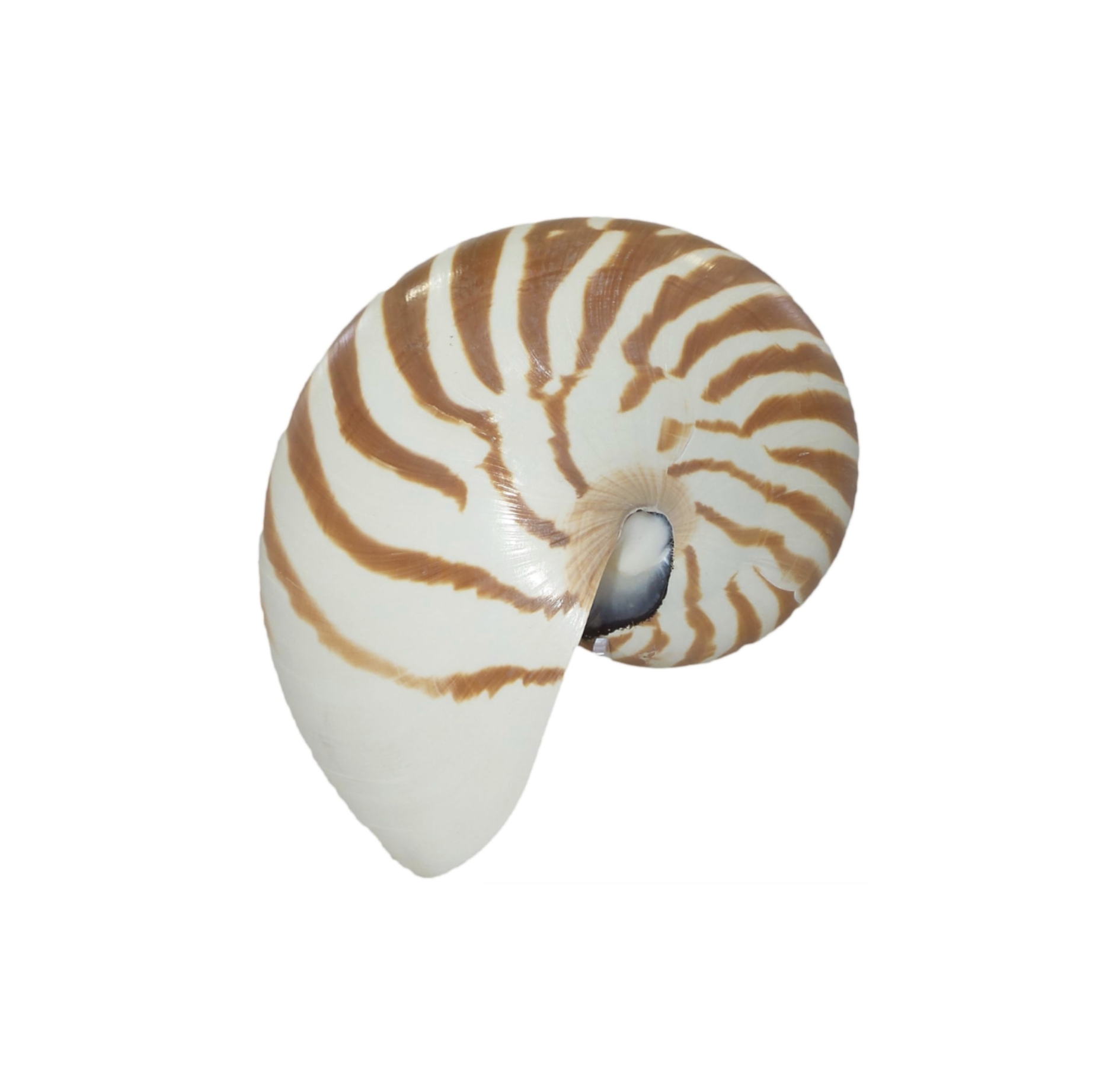 Tiger Striped Nautical Shell