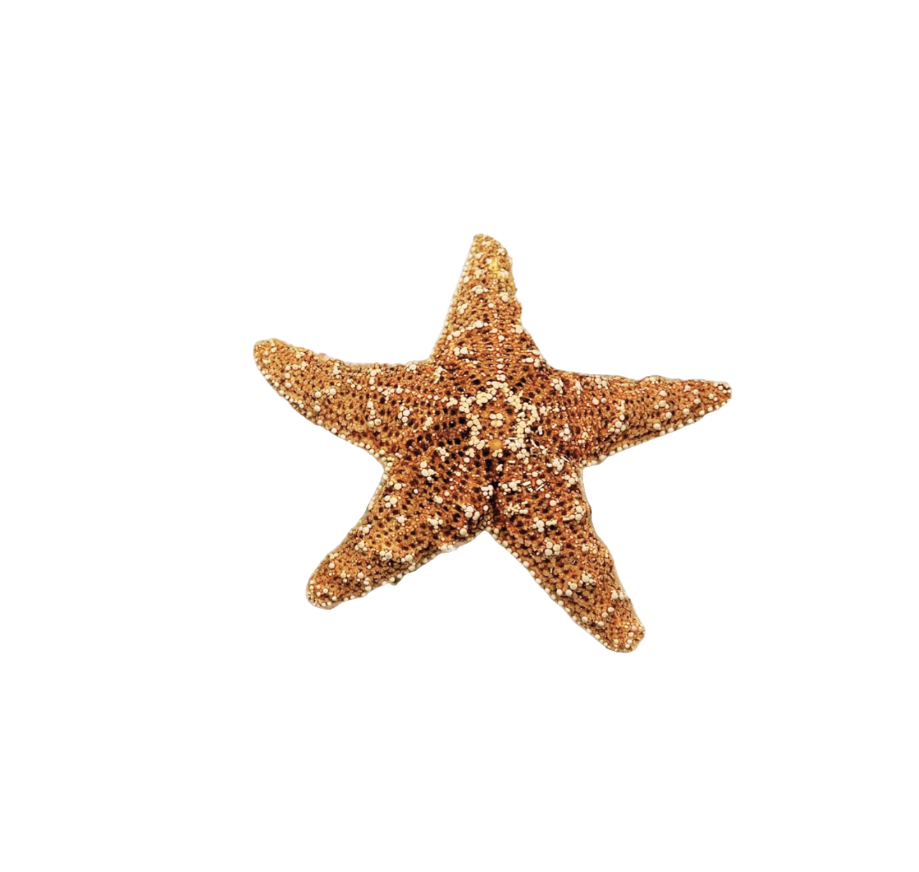 Sugar Star Fish