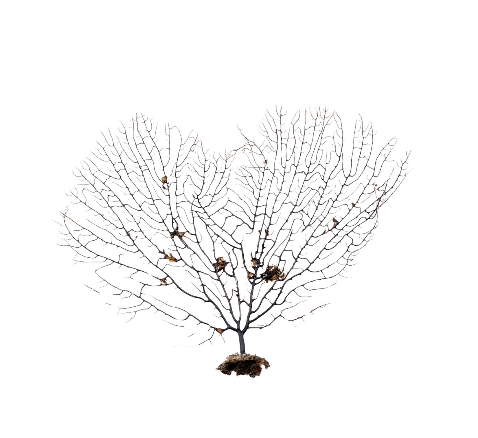 Natural Sea Fan