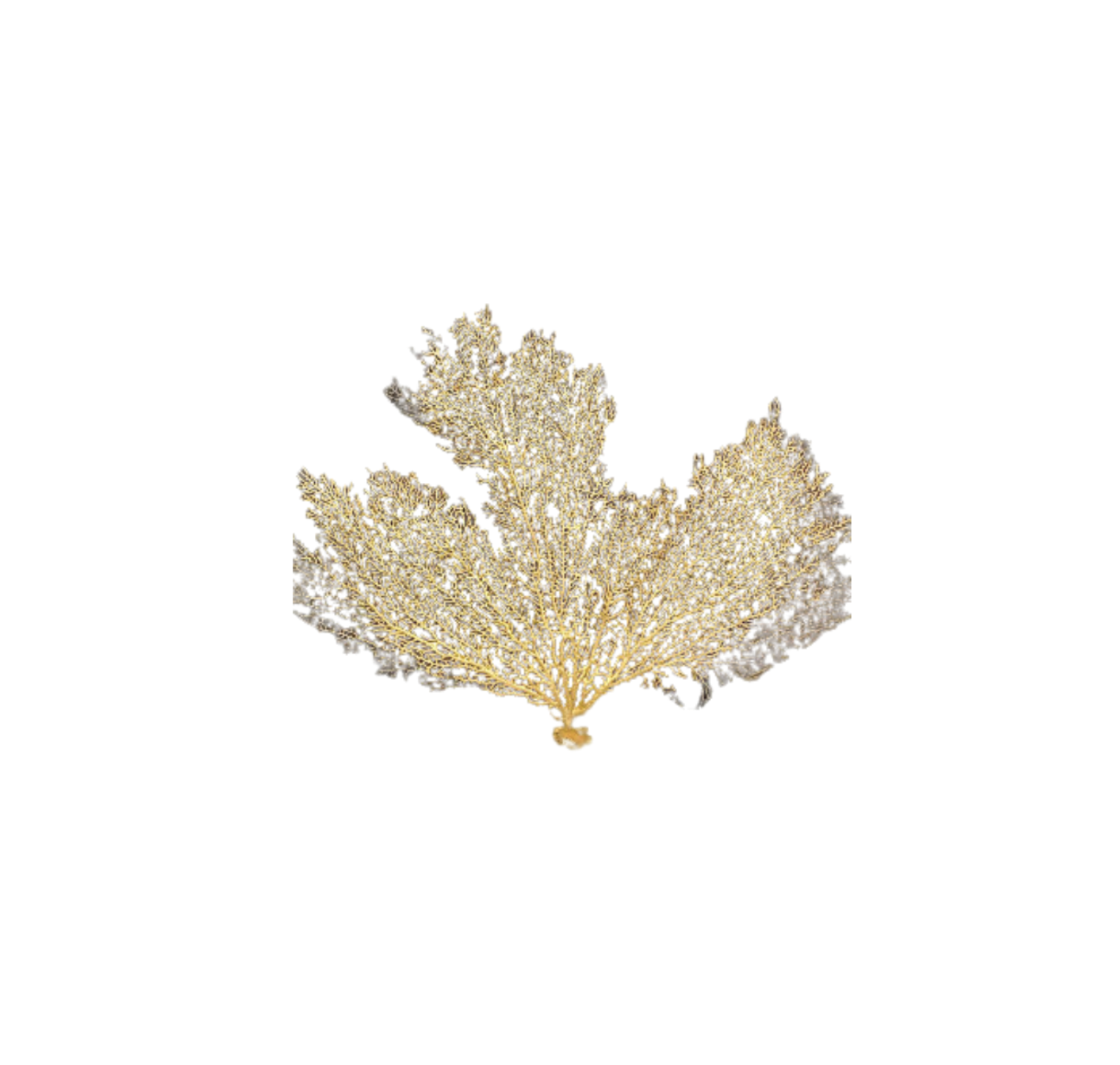 Gold Sea Fan