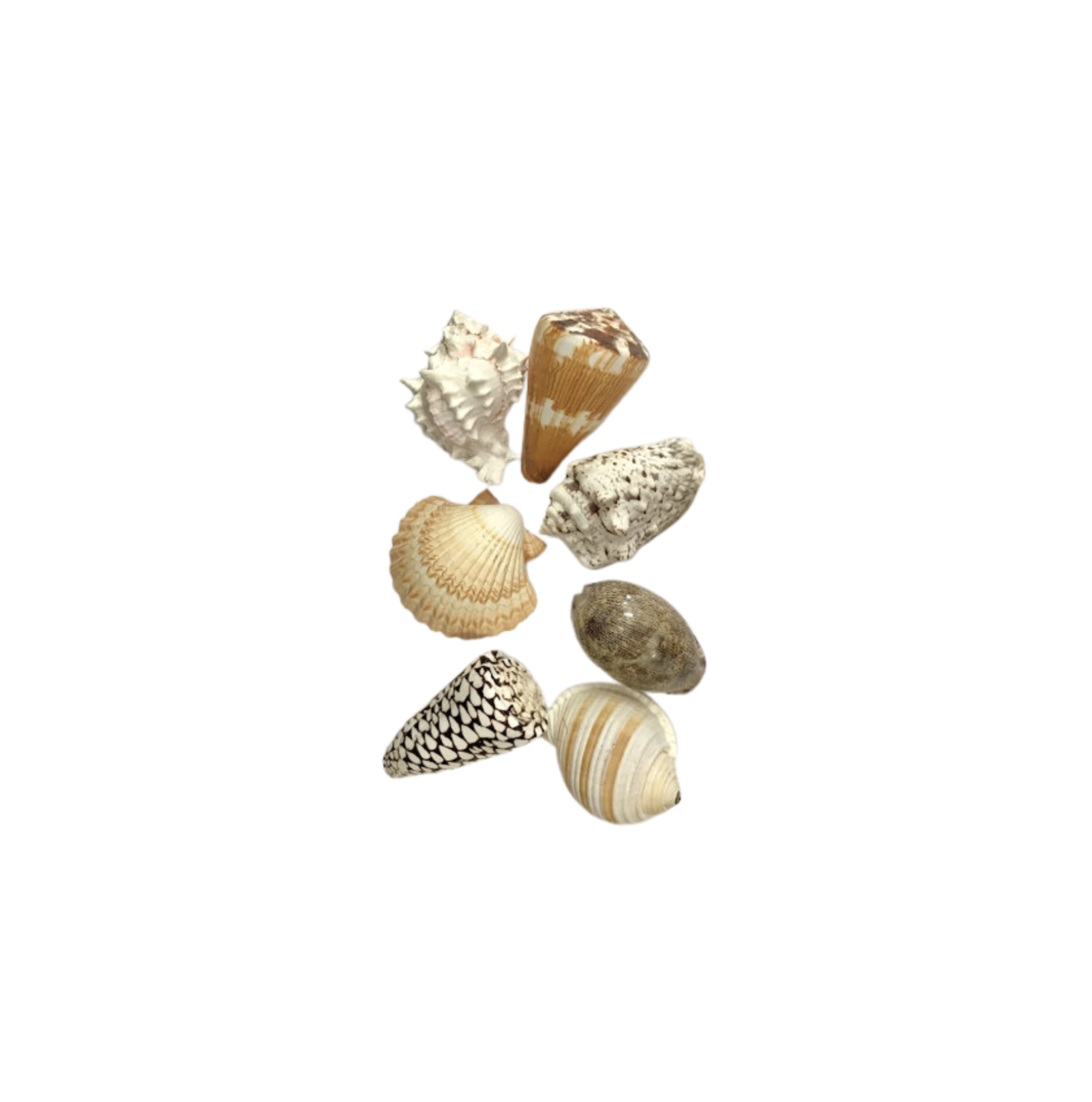 Small Specialty Seashells