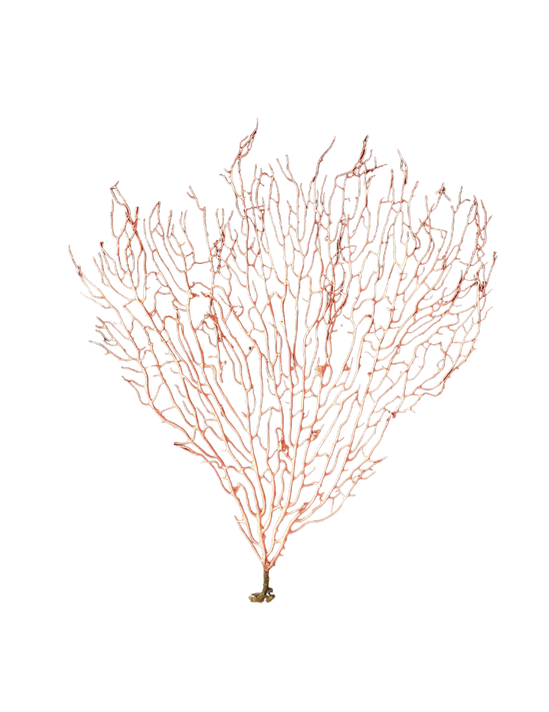 Salmon Sea Fan