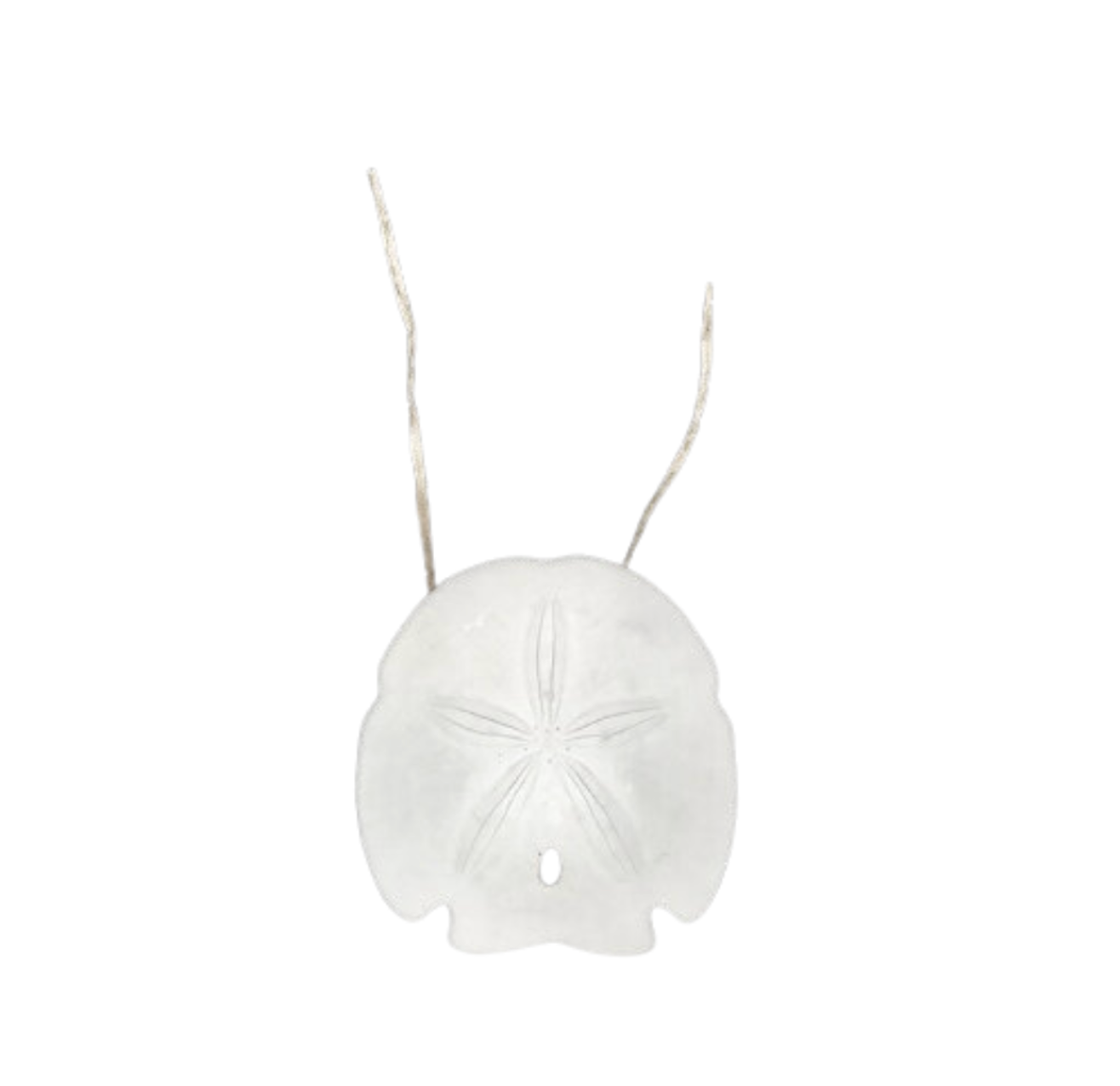 White Sand Dollar Chair/ Napkin Tie