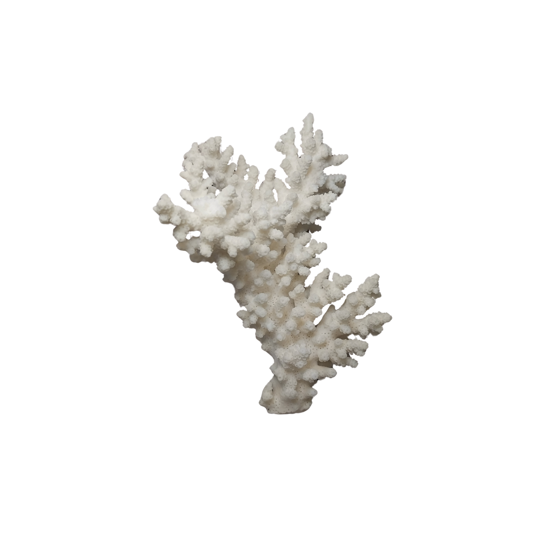 White Coral Branches