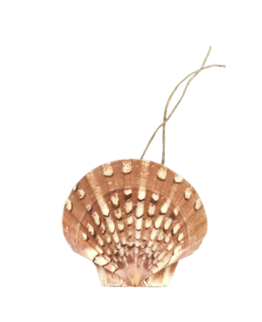 Sunrise Shell Chair/ Napkin Tie