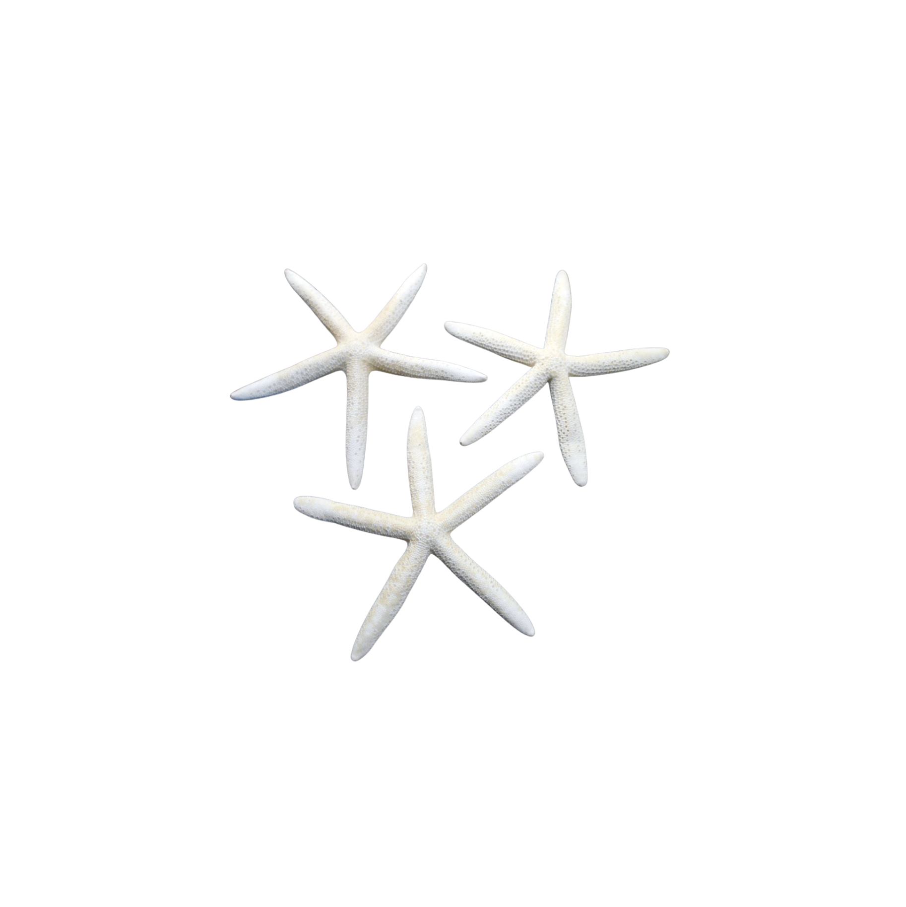 White Starfish