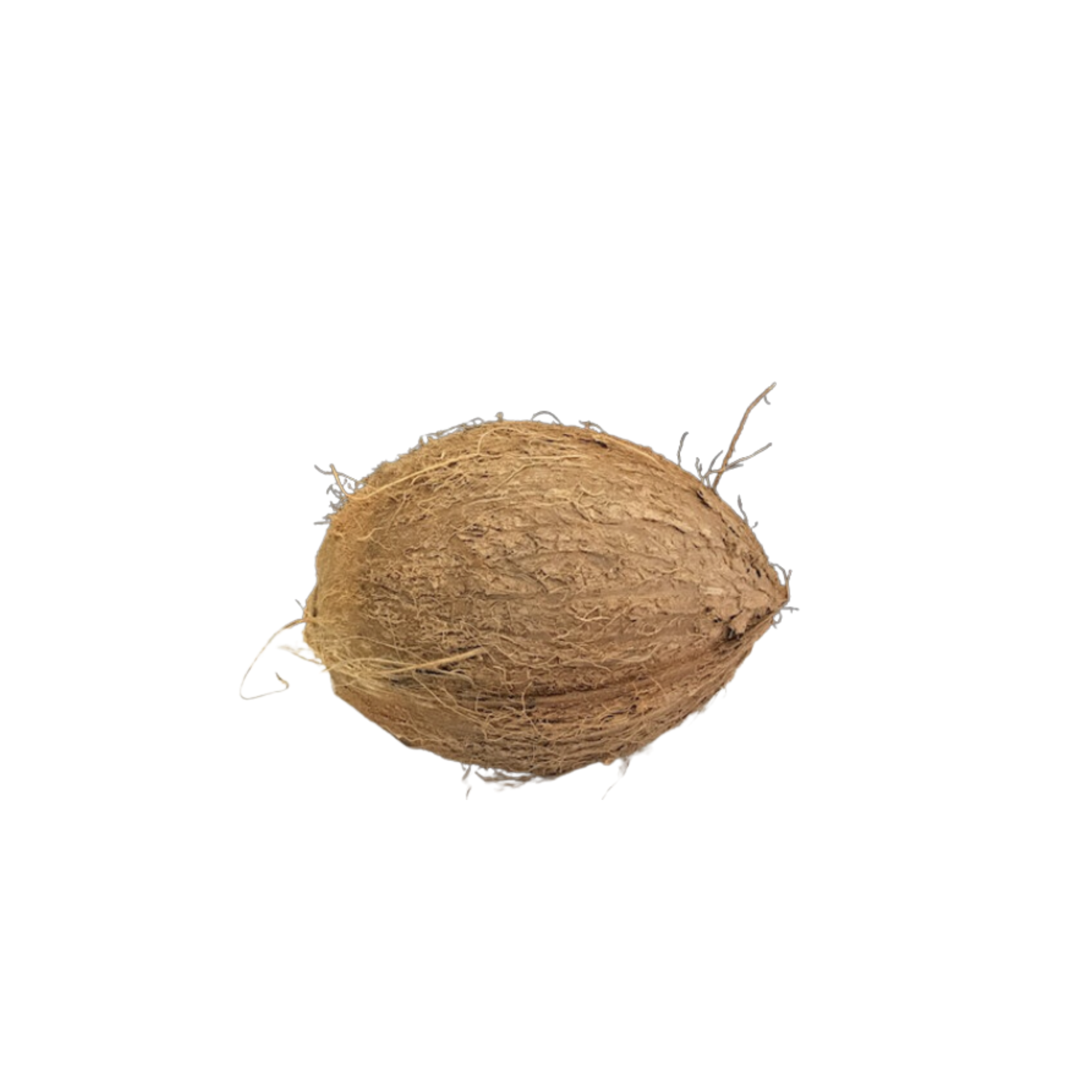 Site Inspection Coconuts