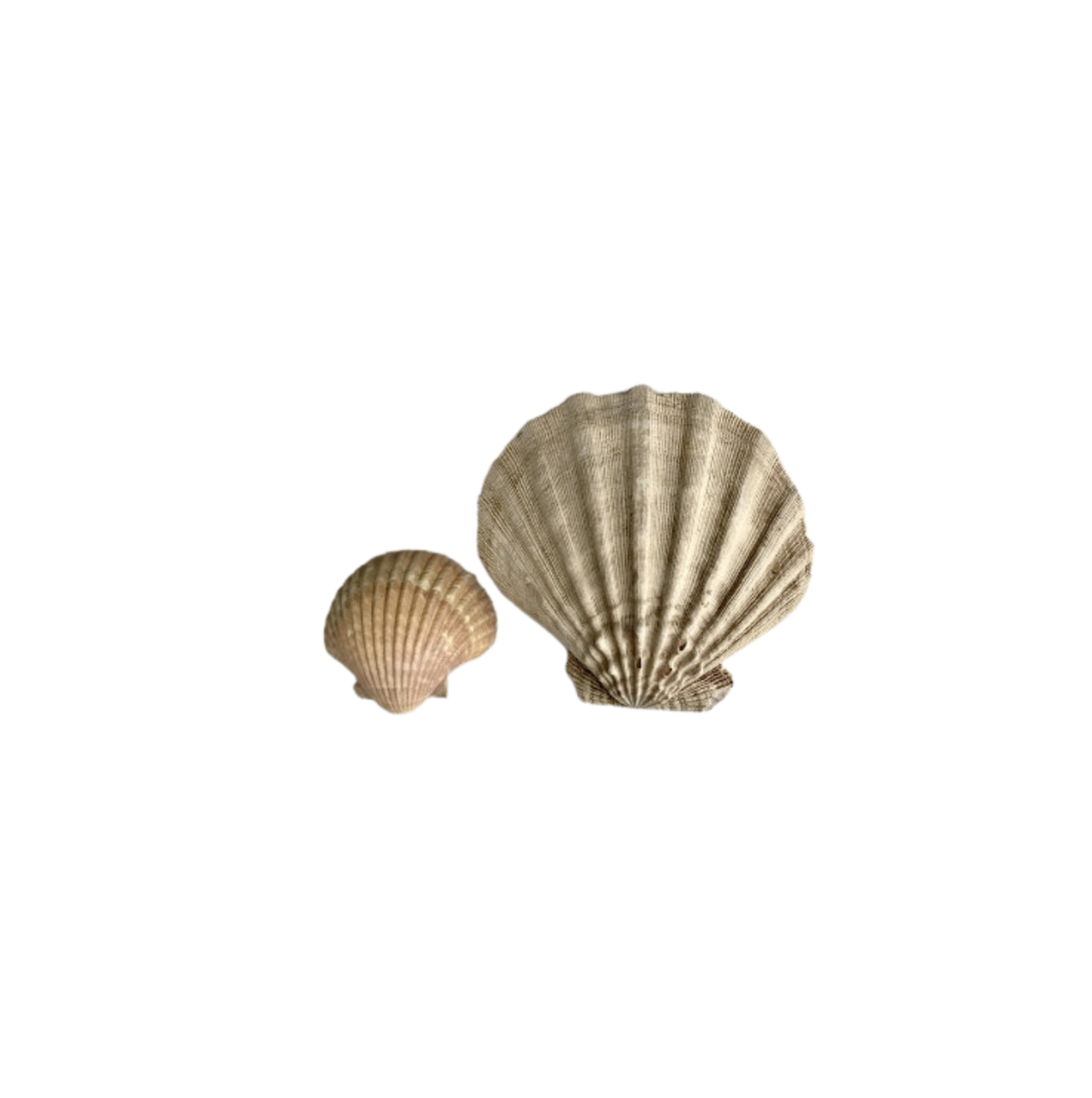 Assorted Ribbed Seashells