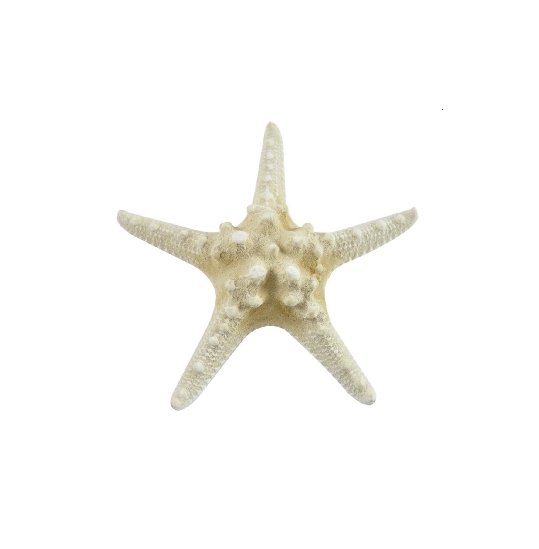 Horned Starfish