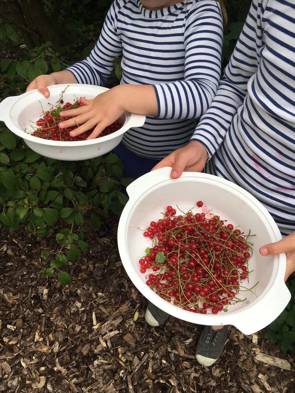 Easy Redcurrant Jam 