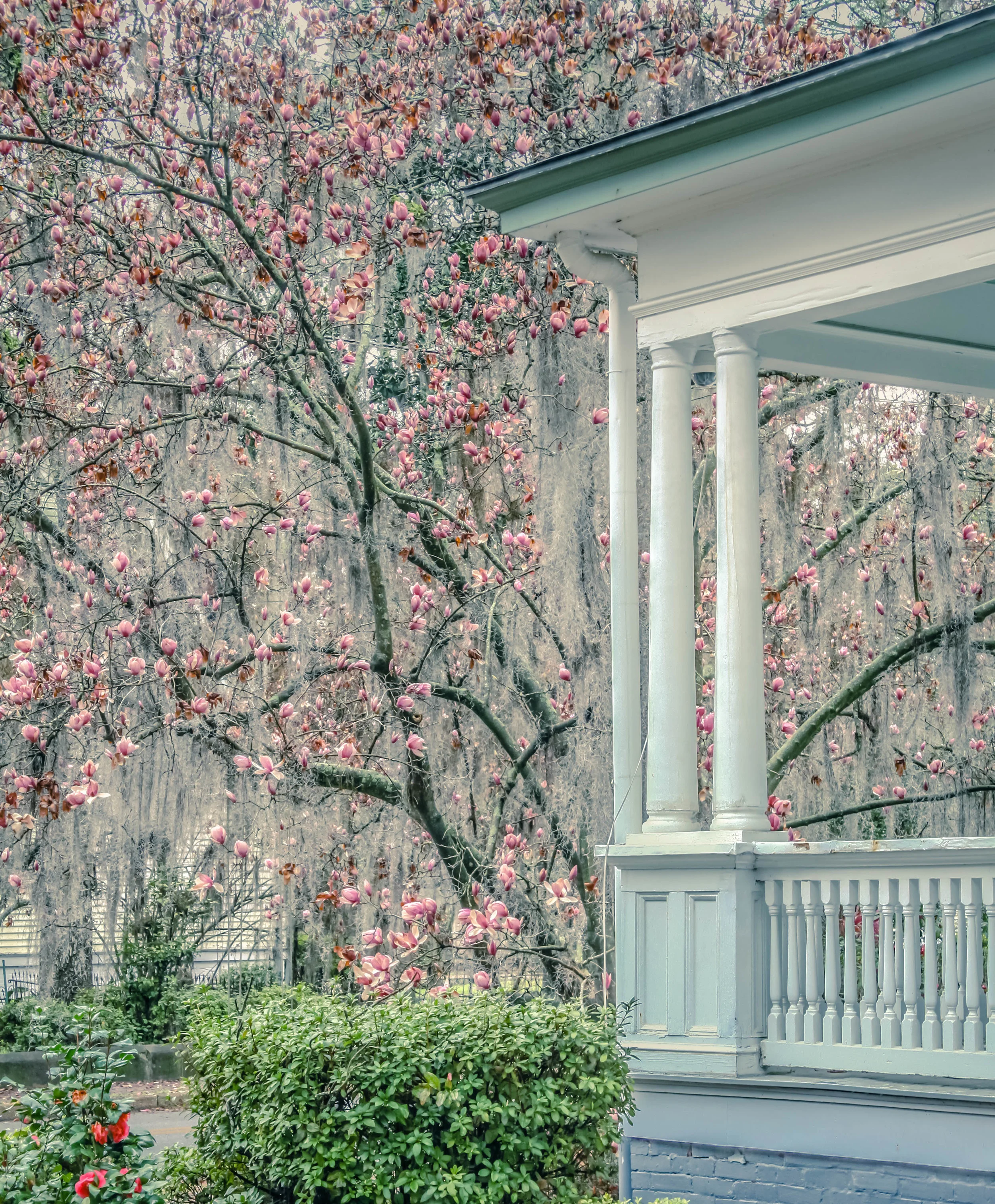 magnolia house corner.jpg