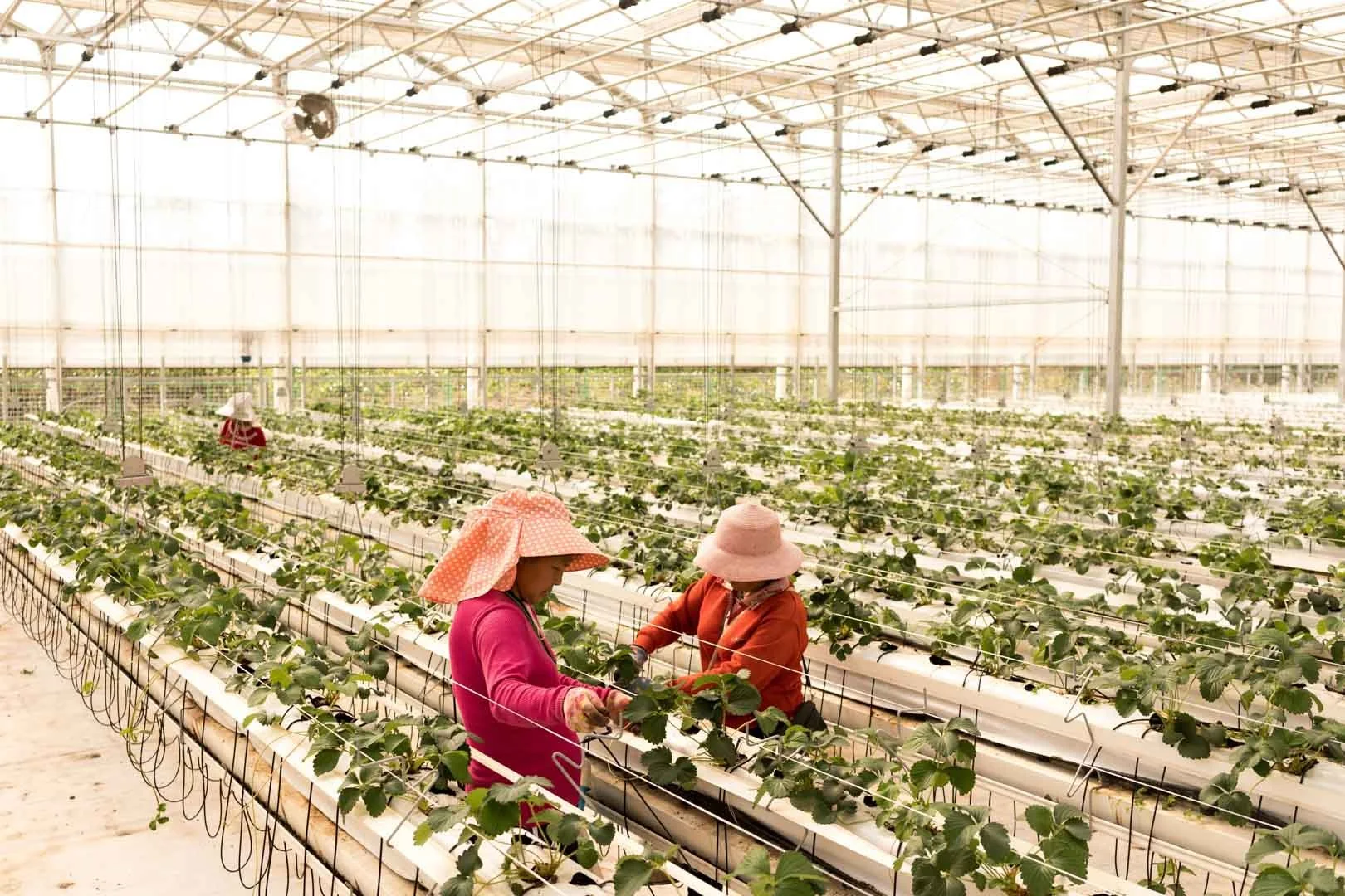 Modernization of agriculture in China