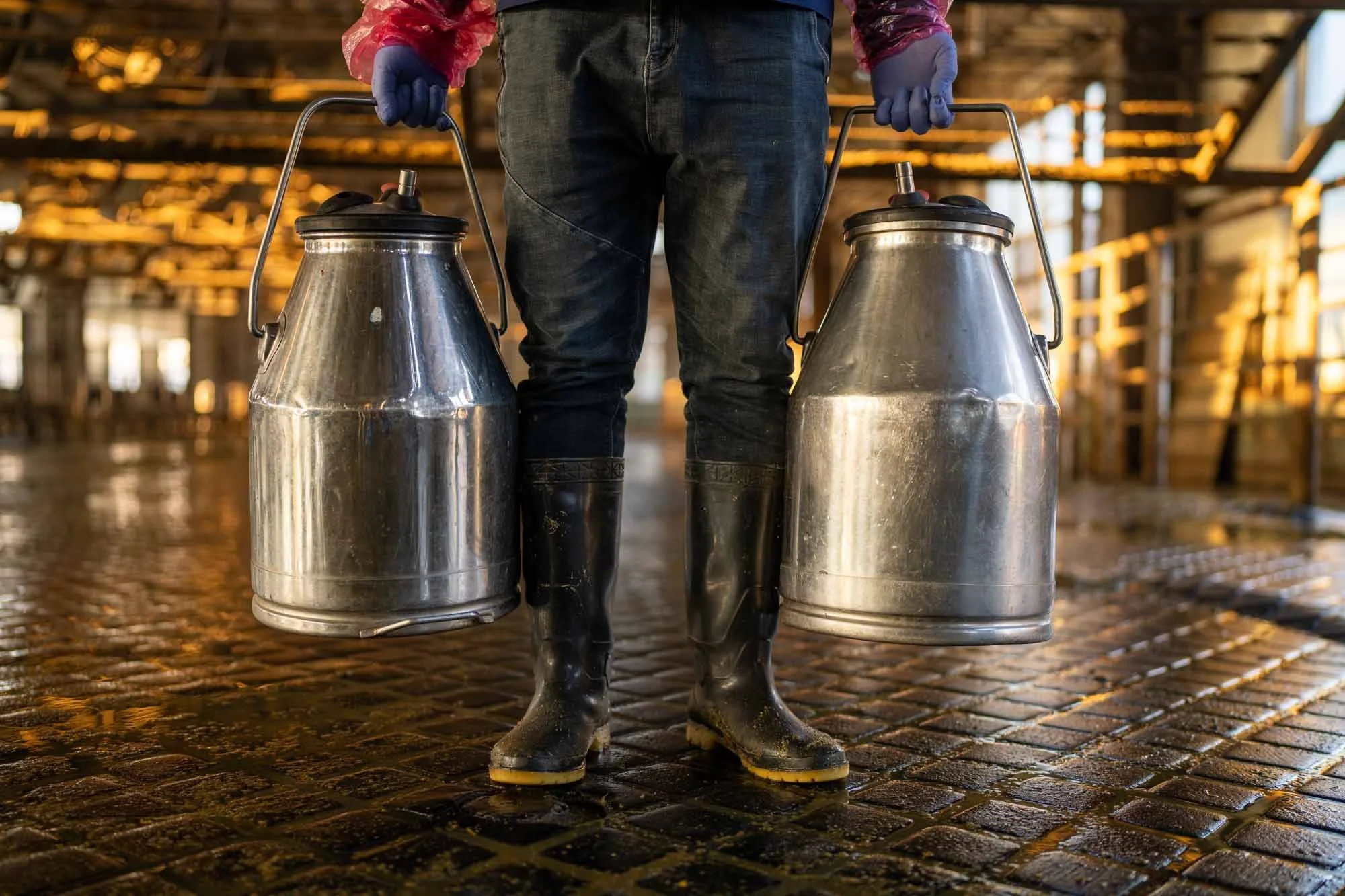 Person wearing rubber boots, jeans, gloves, and a colorful jacket carrying two large metal milk cans in a barn-like setting with wooden beams and lighting.
