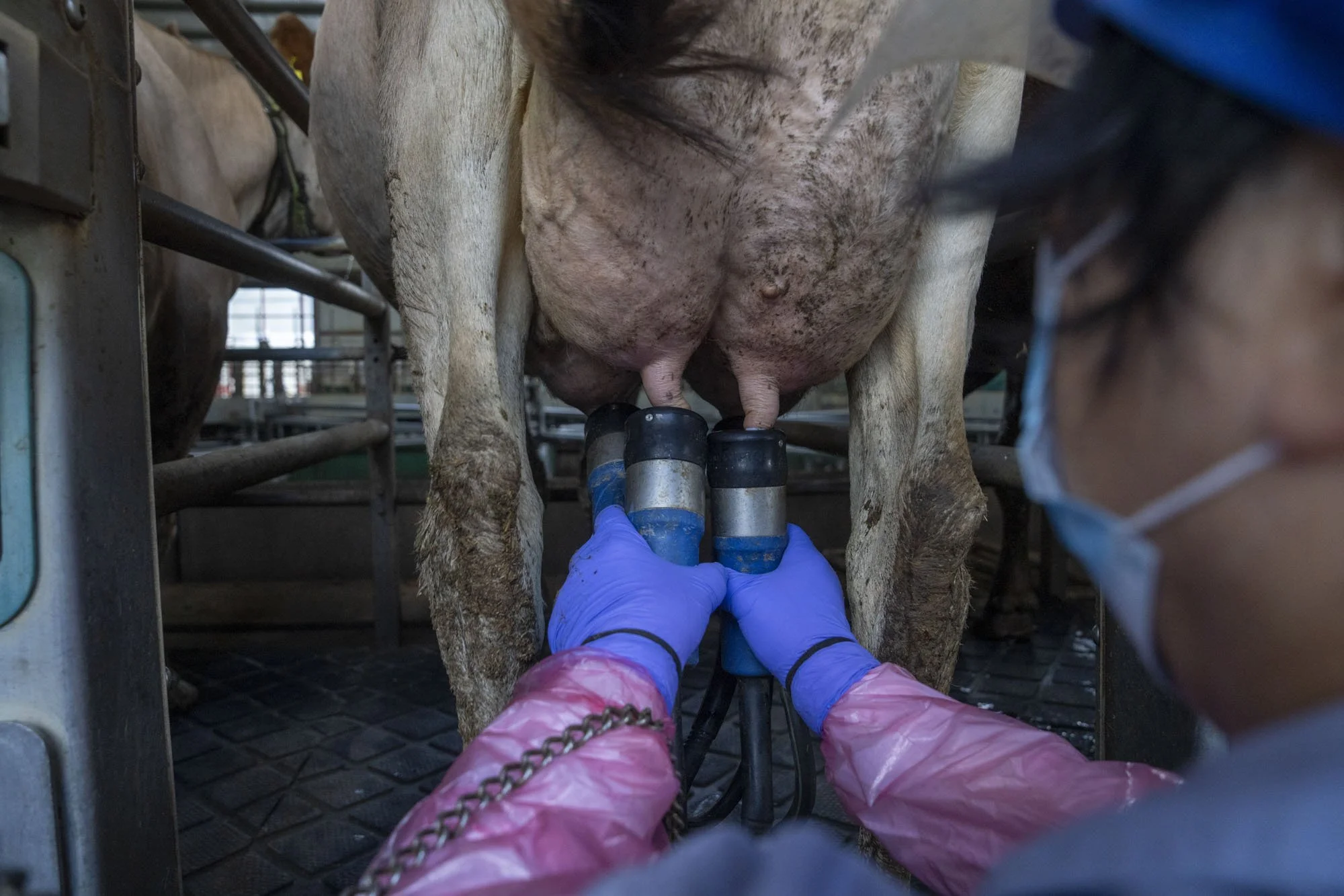 China_NestleDairy_RaulAriano_84.jpg