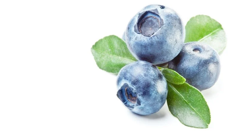 Dorset blueberries locally grown in Puddletown near Dorchester