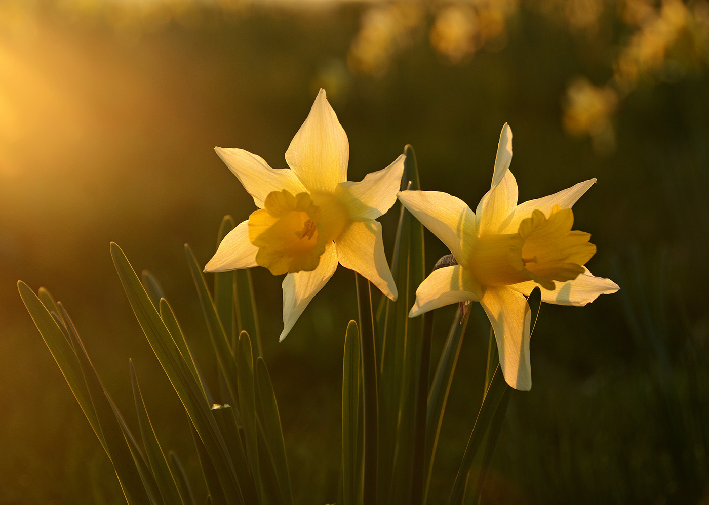 Kempsey Daffodils NCR