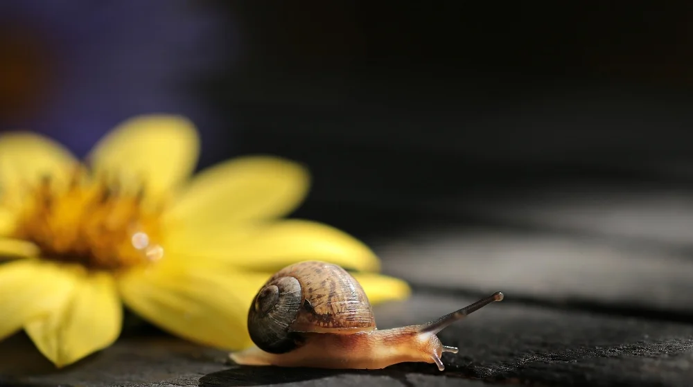 Snail & Yellow Leaf.s.jpg