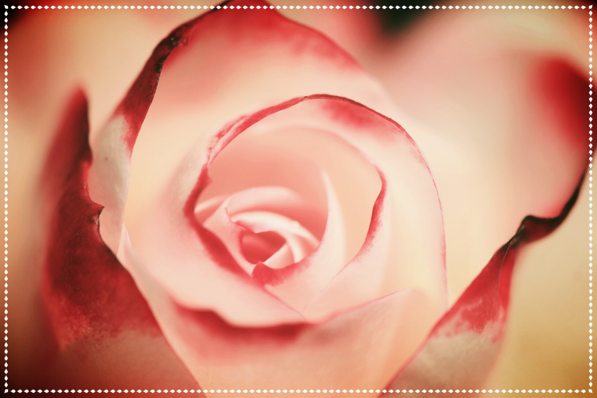 Rose French Soap.jpg