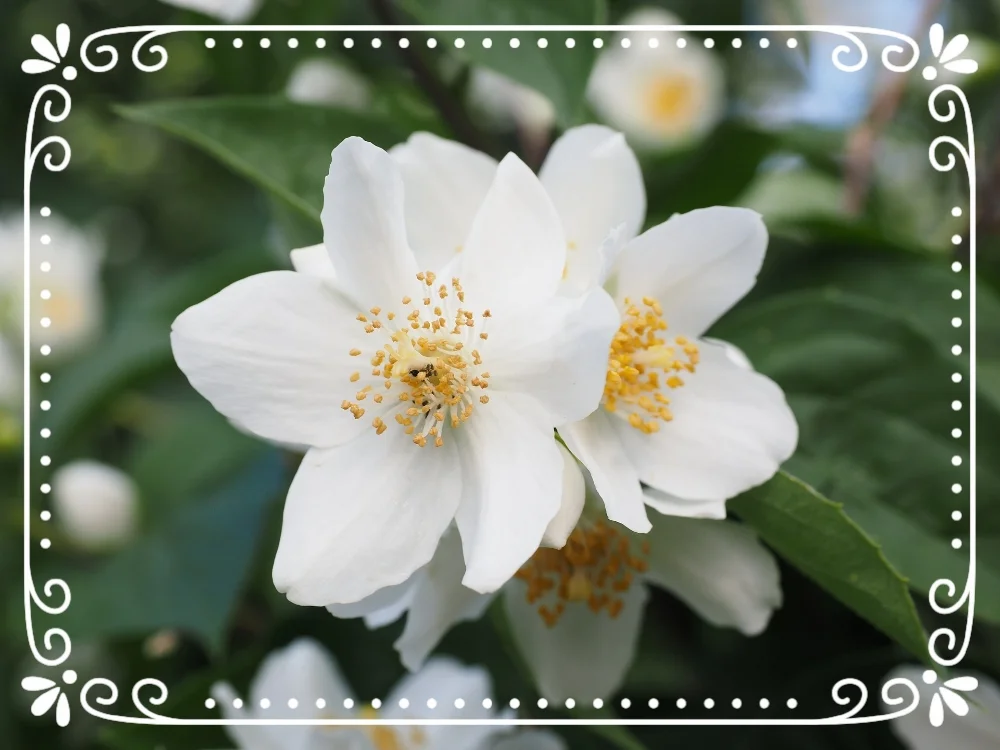 mock-orange-505443_1920.jpg